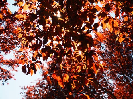 Red-leaved tree with a lush crown. Counterlight from the sun. Autumn leaves. Red-leaved plum as an ornamental plant.