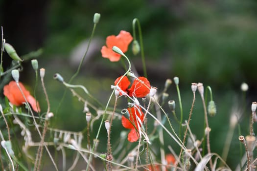 Closeup shot of the red poppies in the Ihlara valley in Aksaray, Central Anatolia, Turkey