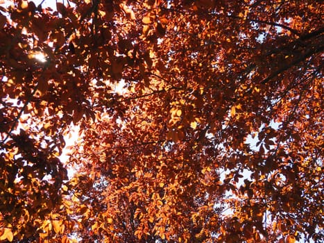 Red-leaved tree with a lush crown. Counterlight from the sun. Autumn leaves. Red-leaved plum as an ornamental plant.
