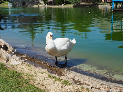White swan on the shore of the reservoir. A bird by the water is cleaning its feathers. Stanisici, Bijelina, Bosnia and Herzegovina, a zoo in an ethno village. Fauna of Europe.
