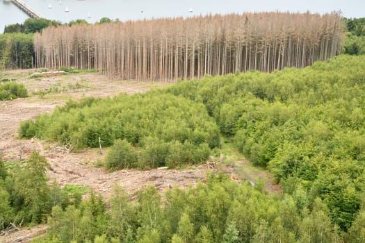 Dying forest of diseased trees with bark beetle infestation at Mohnesee, Germany