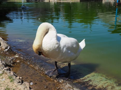 White swan on the shore of the reservoir. A bird by the water is cleaning its feathers. Stanisici, Bijelina, Bosnia and Herzegovina, a zoo in an ethno village. Fauna of Europe.