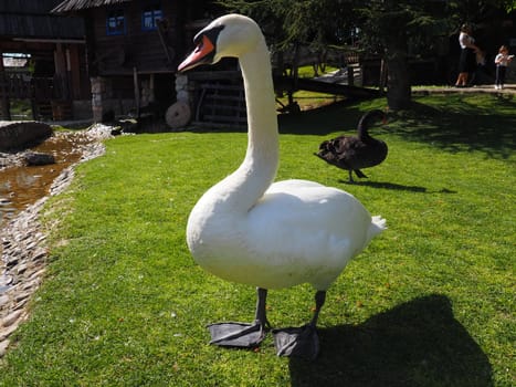 Stanisici, Bijelina, Bosnia and Herzegovina April 25 2021 White swan on green grass in summer afternoon. Stanisici, Bijelina, Republika Srpska, Bosnia and Herzegovina. Fauna of Europe