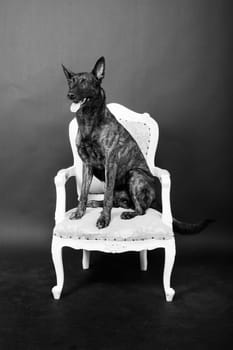 Dutch shepherd on a black background studio posing portrait