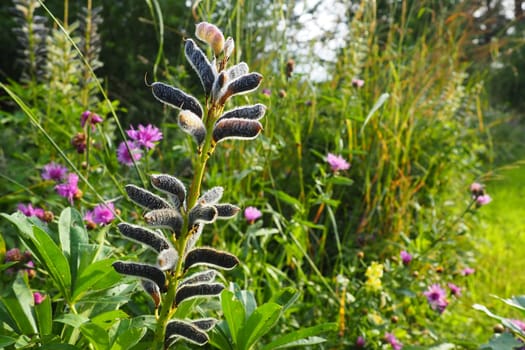 Lupine, wolf bean, Lupinus - a genus of plants from the legume family Fabaceae. Dry seeds in a bean. Reproduction by seeds. Lupins in the garden or meadow. Breeding and care of lupins. Bluebonnet