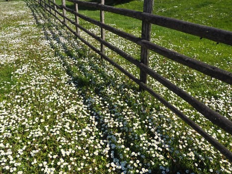 fence in the field. Wooden rustic fence in a clearing with green grass and white daisies. Peasant village life. A lawn with meadow grasses