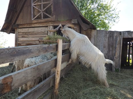 The domestic goat is Capra hircus, a species of artiodactyls from the genus Capra mountain goats of the bovine family. The goat stands on its hind hooves and eats hay over a wooden fence. Sheep graze.