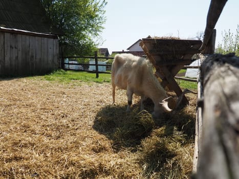 The domestic goat is Capra hircus, a species of artiodactyls from the genus Capra mountain goats of the bovine family. The goat stands on its hind hooves and eats hay over a wooden fence. Agriculture
