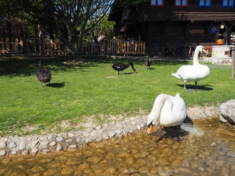 White and black swans on the shore of the reservoir. Birds by the water are cleaning their feathers. Stanisici, Bijelina, Bosnia and Herzegovina, a zoo in an ethno village. Fauna of Europe.