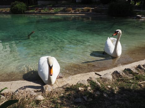 Two white swans on the shore of the reservoir. Birds by the water are cleaning their feathers. Stanisici, Bijelina, Bosnia and Herzegovina, a zoo in an ethno village. Fauna of Europe.