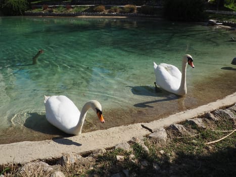 Two white swans on the shore of the reservoir. Birds by the water are cleaning their feathers. Stanisici, Bijelina, Bosnia and Herzegovina, a zoo in an ethno village. Fauna of Europe