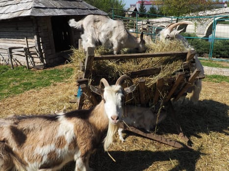 The domestic goat is Capra hircus, a species of artiodactyls from the genus Capra mountain goats of the bovine family. The goat stands on its hind hooves and eats hay over a wooden fence. Agriculture