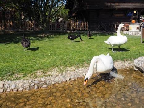 White and black swans on the shore of the reservoir. Birds by the water are cleaning their feathers. Stanisici, Bijelina, Bosnia and Herzegovina, a zoo in an ethno village. Fauna of Europe.