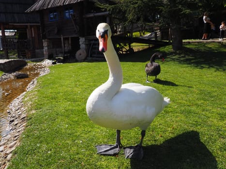 White swan on green grass in summer afternoon. Stanisici, Bijelina, Republika Srpska, Bosnia and Herzegovina. Fauna of Europe