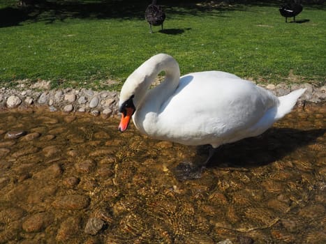 White swan on the shore of the reservoir. A bird by the water is cleaning its feathers. Stanisici, Bijelina, Bosnia and Herzegovina, a zoo in an ethno village. Fauna of Europe.