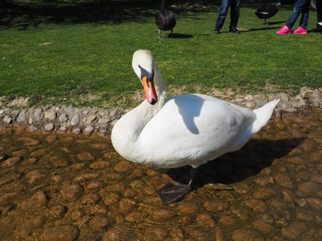 White swan on the shore of the reservoir. A bird by the water is cleaning its feathers. Stanisici, Bijelina, Bosnia and Herzegovina, a zoo in an ethno village. Fauna of Europe.