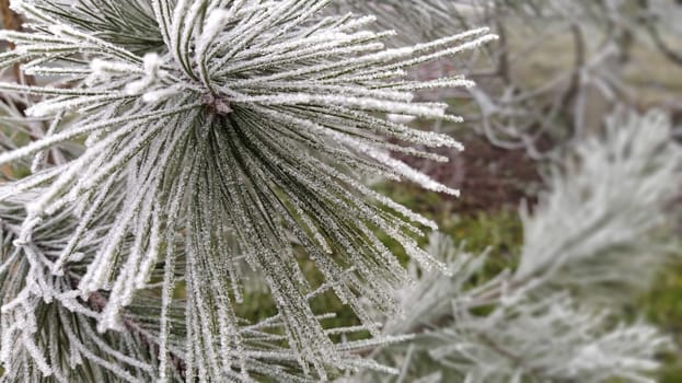 Winter background. A coniferous tree in hoarfrost and snow.