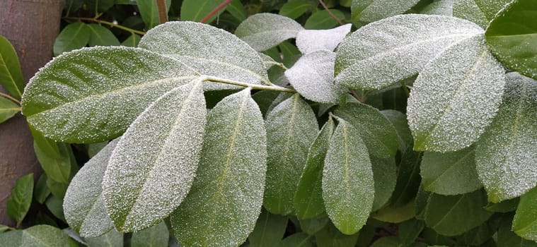 Beautiful large green leaves with white hoarfrost on the surface. Ficus tree or evergreen shrub plant photographed at high humidity in frosty weather. Frozen water crystals.