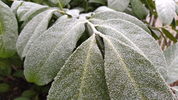 Beautiful large green leaves with white hoarfrost on the surface. Ficus tree or evergreen shrub plant photographed at high humidity in frosty weather. Frozen water crystals.