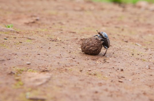 Dung beetle rolling a ball of dung. Alor Mountains, Extremadura, Spain