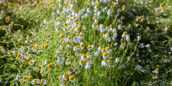 Chamaemelum nobile, commonly known as chamomile, blossoning at cultivated ground
