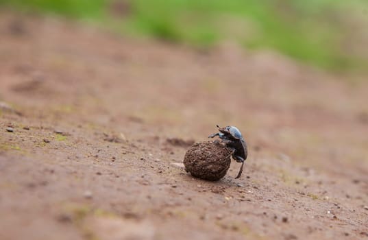 Dung beetle rolling a ball of dung. Alor Mountains, Extremadura, Spain