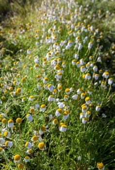 Chamaemelum nobile, commonly known as chamomile