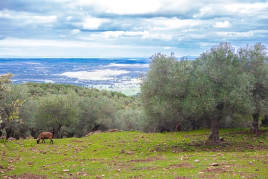 Black sheeps grazing at Alor Mountains hillside. Olivenza, Badajoz, Extremadura, Spain