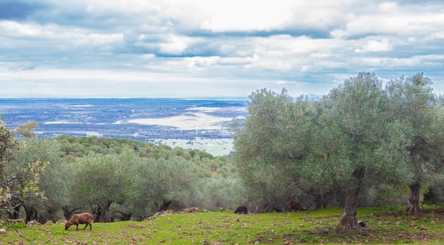 Black sheeps grazing at Alor Mountains hillside. Olivenza, Badajoz, Extremadura, Spain