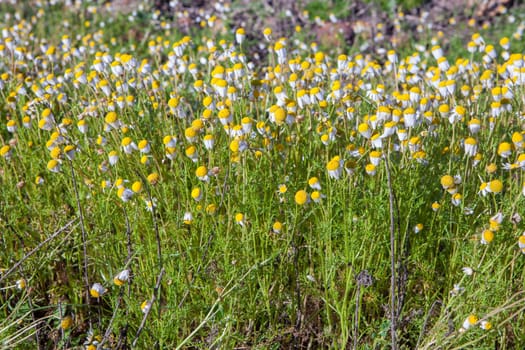 Chamaemelum nobile, commonly known as chamomile