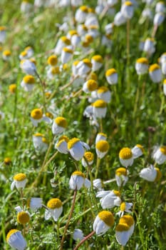 Chamaemelum nobile, commonly known as chamomile