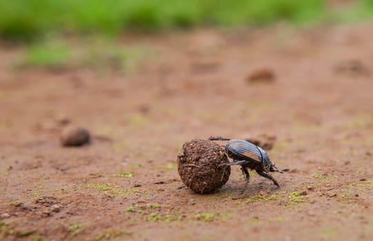 Dung beetle rolling a ball of dung. Alor Mountains, Extremadura, Spain
