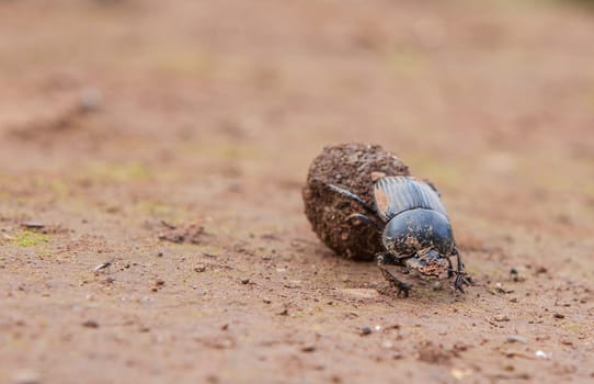 Dung beetle rolling a ball of dung. Alor Mountains, Extremadura, Spain