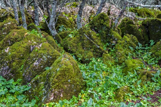 Alor Mountains low forest, Olivenza, Badajoz, Extremadura, Spain