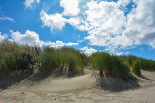 Beach oat in the sandy dunes on the North Sea coast in the Netherlands on Zeeland on the island Schouwen-Duiveland