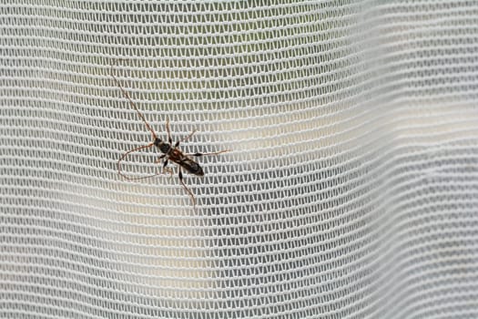 A long-horned beetle ( Molorchus minor ) is sitting on a white curtain by the window in an apartment