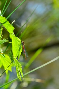 Adonis dragonfly ( Pyrrhosoma nymphula ) on plant in nature