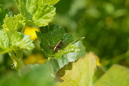 A brown grasshopper on a green leaf