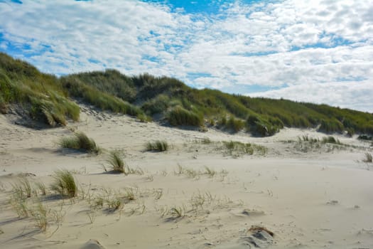 Beach oat in the sandy dunes on the North Sea coast in the Netherlands on Zeeland on the island Schouwen-Duiveland