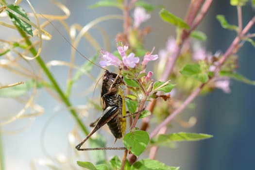 Common bush cricket ( Pholidoptera griseoaptera ) on a plant