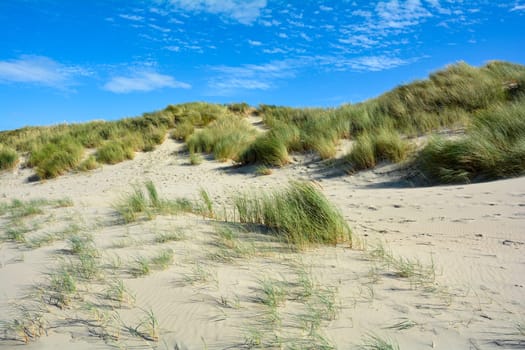 Beach oat in the sandy dunes on the North Sea coast in the Netherlands on Zeeland on the island Schouwen-Duiveland