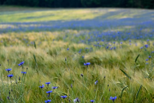 Grain field with many blue cornflowers ( Centaurea cyanus )
