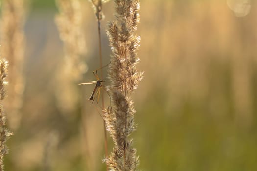 Big cranefly ( Tipulidae ) in the sunlight on a plant
