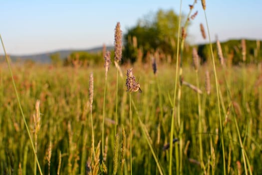 A large woolen slider ( Bombylius major ) on plant in nature