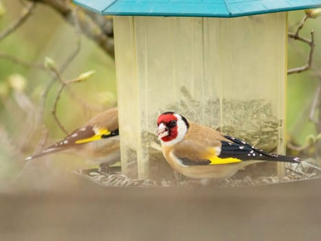 European goldfinch sitting on a bird feeder