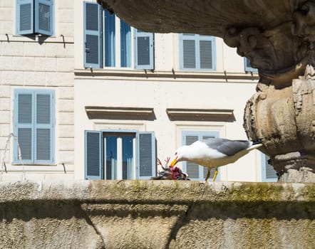 seagull eating a pidgeon