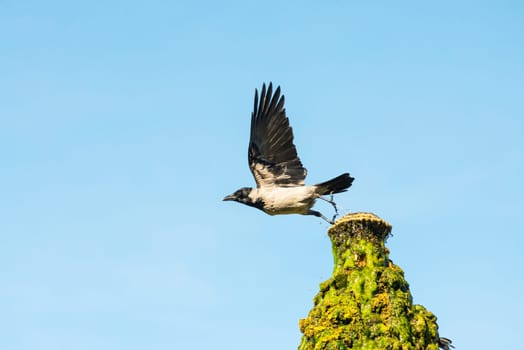 crow take off from the top of a well