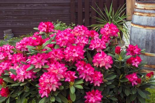Blooming pink rhododendron flowers in a garden
