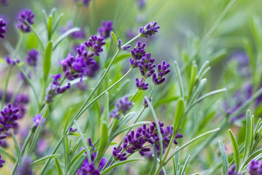 lavender flowers in a garden - close up