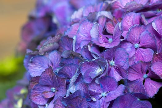 blue hydrangea flower background - macro image